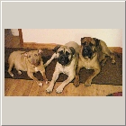 Moonie, Jasmine and Oscar 308 same owners Sue & Guy.jpg